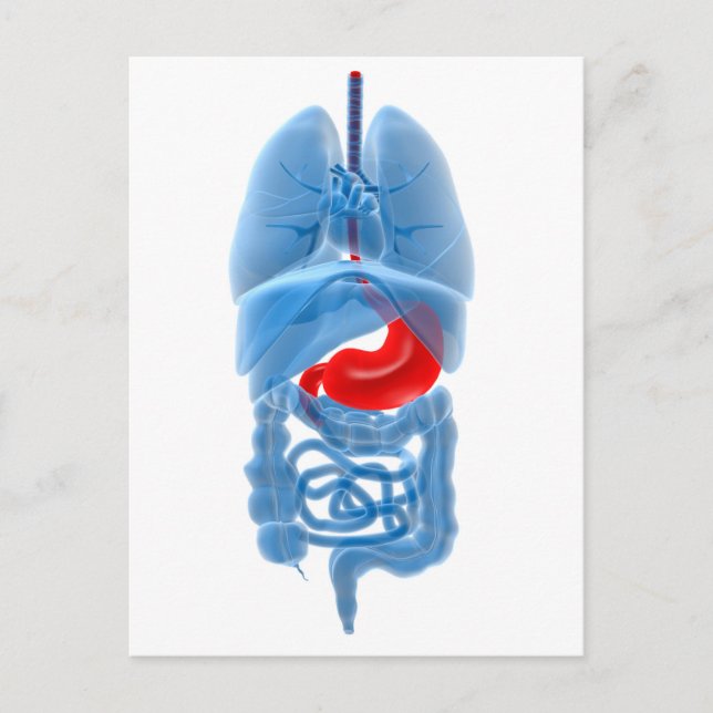 X-Ray Image Of Internal Organs With Stomach Postcard (Front)