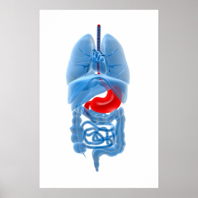 X-Ray Image Of Internal Organs With Stomach Poster (Front)