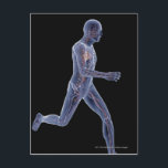 X-ray of the vascular system in a running man postcard<br><div class="desc">The vascular system Copyright: MedicalRF.com</div>