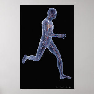X-ray of the vascular system in a running man poster