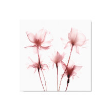 X-ray Pink Carnation Flowers