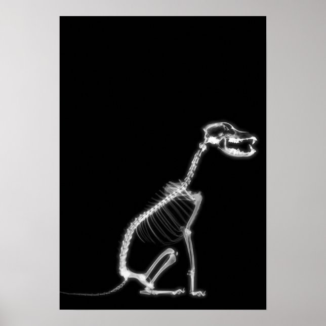 X-RAY PUPPY DOG SKELETON SITTING - B&W POSTER (Front)