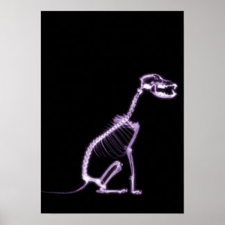 X-RAY PUPPY DOG SKELETON SITTING - PURPLE POSTER