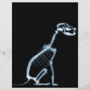 X-RAY SKELETON DOG SITTING - BLUE & BLACK