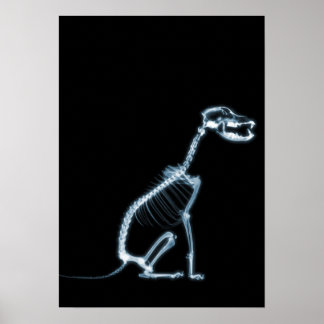 X-RAY SKELETON DOG SITTING - BLUE & BLACK POSTER