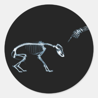 X-Ray Skeletons Blue Bad Dog Classic Round Sticker