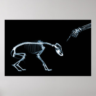 X-Ray Skeletons Blue Bad Dog Poster