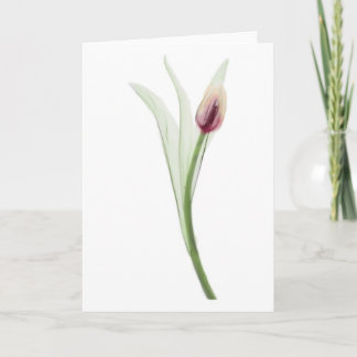 X-ray: Tulip notecard