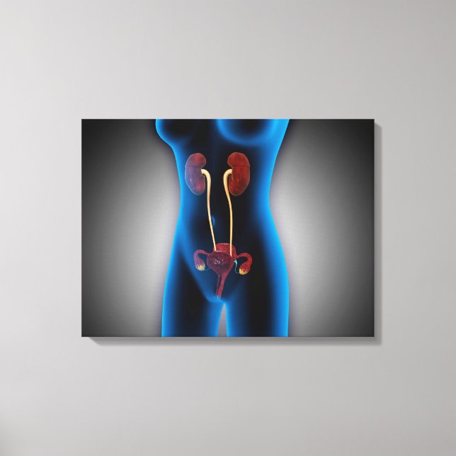 X-Ray View Of Female Body With Reproductive Canvas Print (Front)