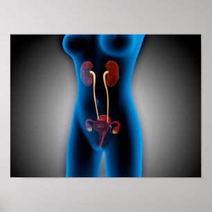 X-Ray View Of Female Body With Reproductive Poster