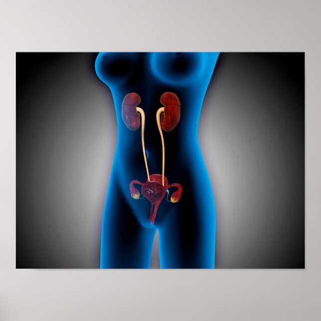 X-Ray View Of Female Body With Reproductive Poster (Front)