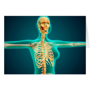 X-Ray View Of Female Upper Body Showing Rib Cage