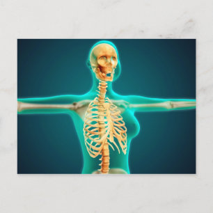 X-Ray View Of Female Upper Body Showing Rib Cage Postcard