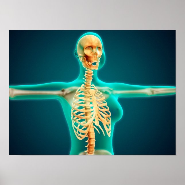 X-Ray View Of Female Upper Body Showing Rib Cage Poster (Front)