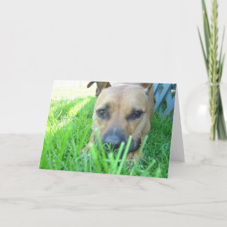 Xena in card