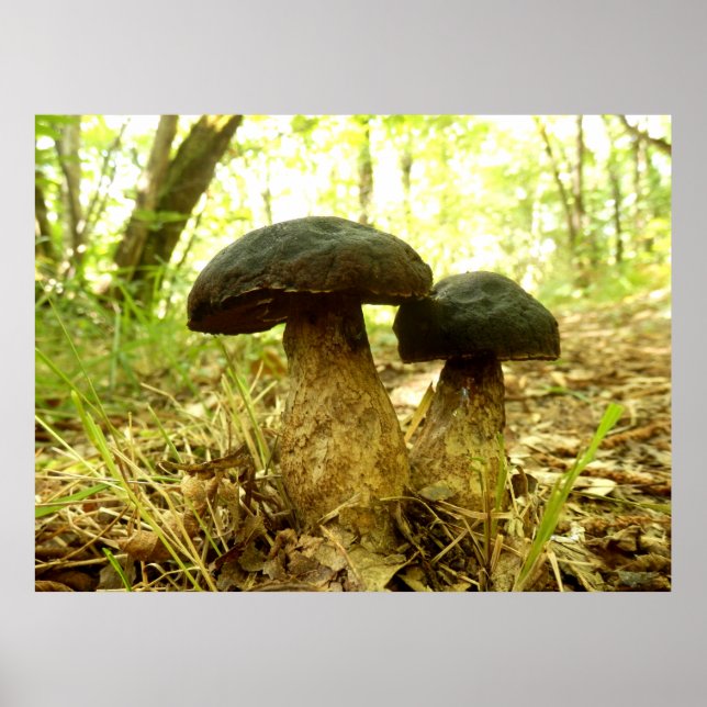 Xerocomus pruinatus Mushroom Poster (Front)