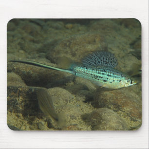 Xiphophorus montezumae - Montezumae Swordtail Mouse Mat