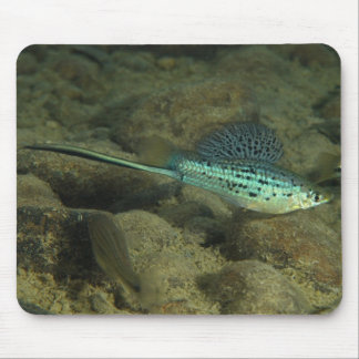 Xiphophorus montezumae - Montezumae Swordtail Mouse Mat