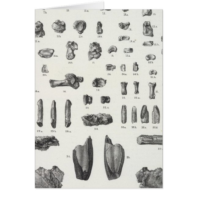 XL Tomitherium, Esthonyx, Ectoganus (Front)