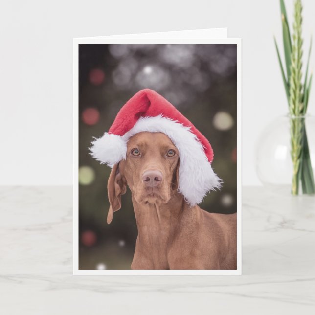 Xmas Card / Christmas Card "Magyar Vizsla" (Front)