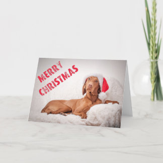 Xmas Card / Christmas Card "Magyar Vizsla"