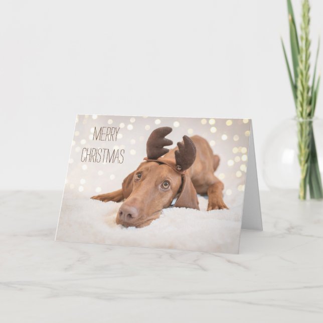 Xmas Card / Christmas Card "Magyar Vizsla" (Front)