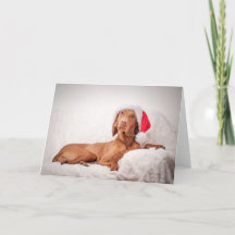 Xmas Card / Christmas Card "Magyar Vizsla"