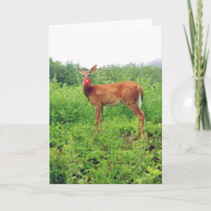 Xmas in July Holiday Card