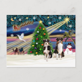 Xmas Magic-Tri-AussieShepPAIR-6-7 Holiday Postcard