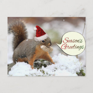 Xmas Squirrel in Snow Holiday Postcard