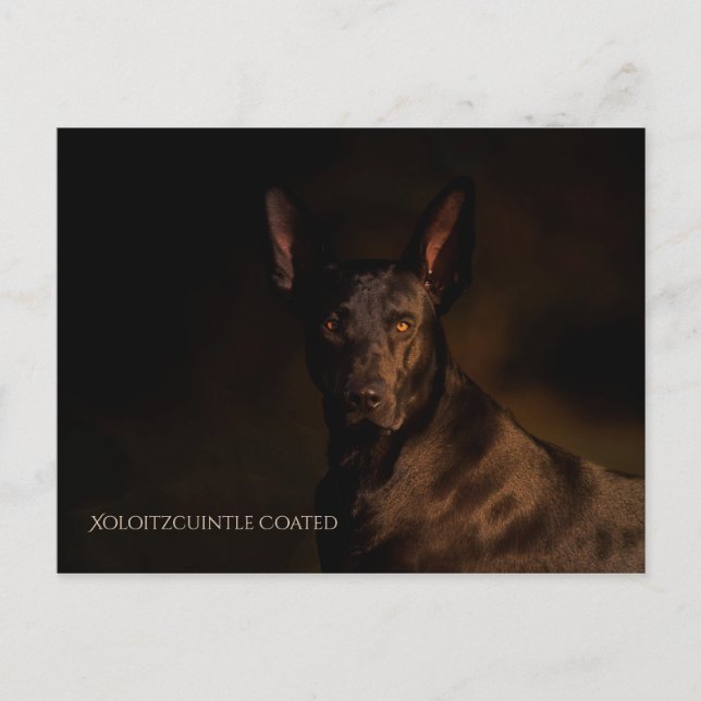 Xoloitzcuintle Postcard (Front)