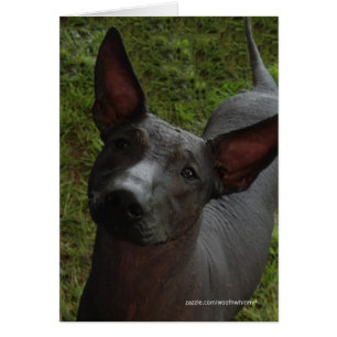 Xoloitzcuintli