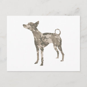 Xoloitzcuintli Postcard
