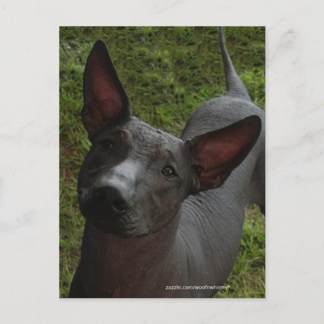 Xoloitzcuintli Postcard (Front)