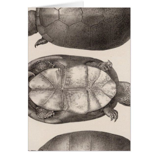 XVI Cinosternum henrici (Front)