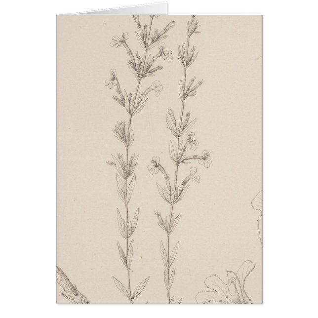 XVII Hedeoma hyssopieolia (Front)