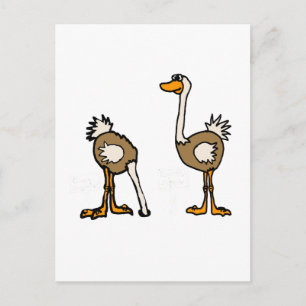 XX- Ostriches in Sand Postcard