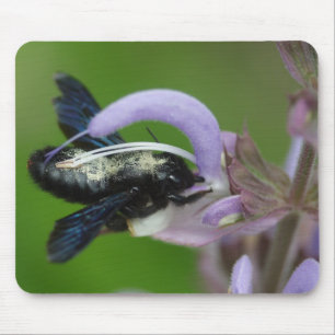 Xylocopa iris mouse mat