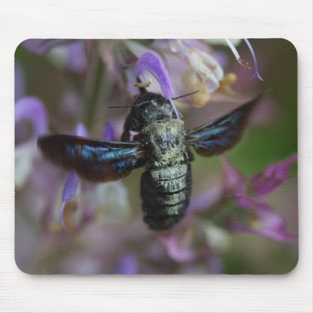 Xylocopa iris mouse mat (Front)