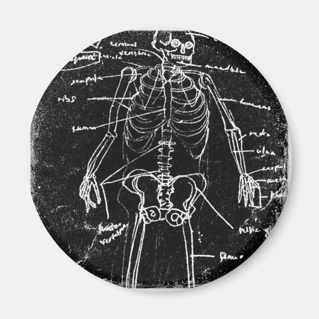 yaie tokyo human skeleton anatomy magnet (Front)