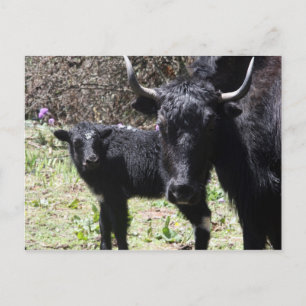 yak and calf postcard