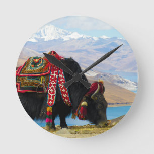 Yak Bos grunniens Bos mutus at Yamdrok Lake Round Clock