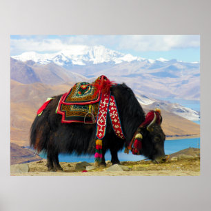 Yak Bos Grunniens near Yamdrok lake Tibet Poster