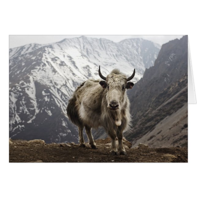 Yak in Nepal (Front Horizontal)