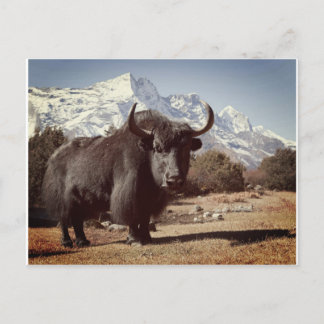 Yak Postcard