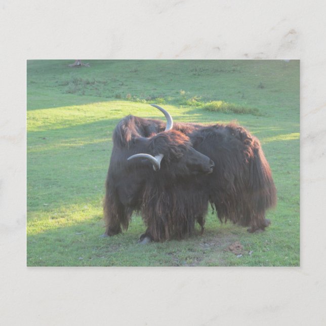 Yak Postcard (Front)