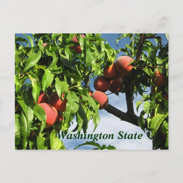Yakima Valley Peaches, Washington State. Postcard (Front)