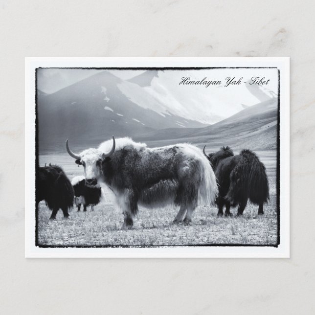 Yaks, Himalayas, mountain nomads Ladakh /Yak Tibet Postcard (Front)
