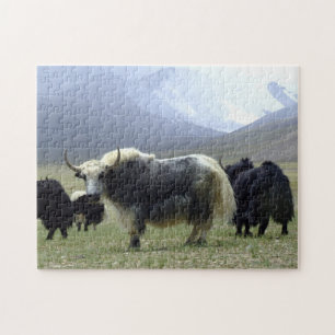 Yaks, Nomads of Himalayas - Tibet / Yak Ladakh Jigsaw Puzzle