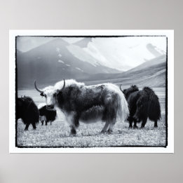 Yaks - The Himalayas Poster